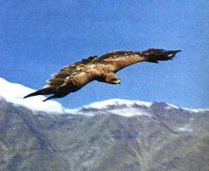 aquila2.jpg